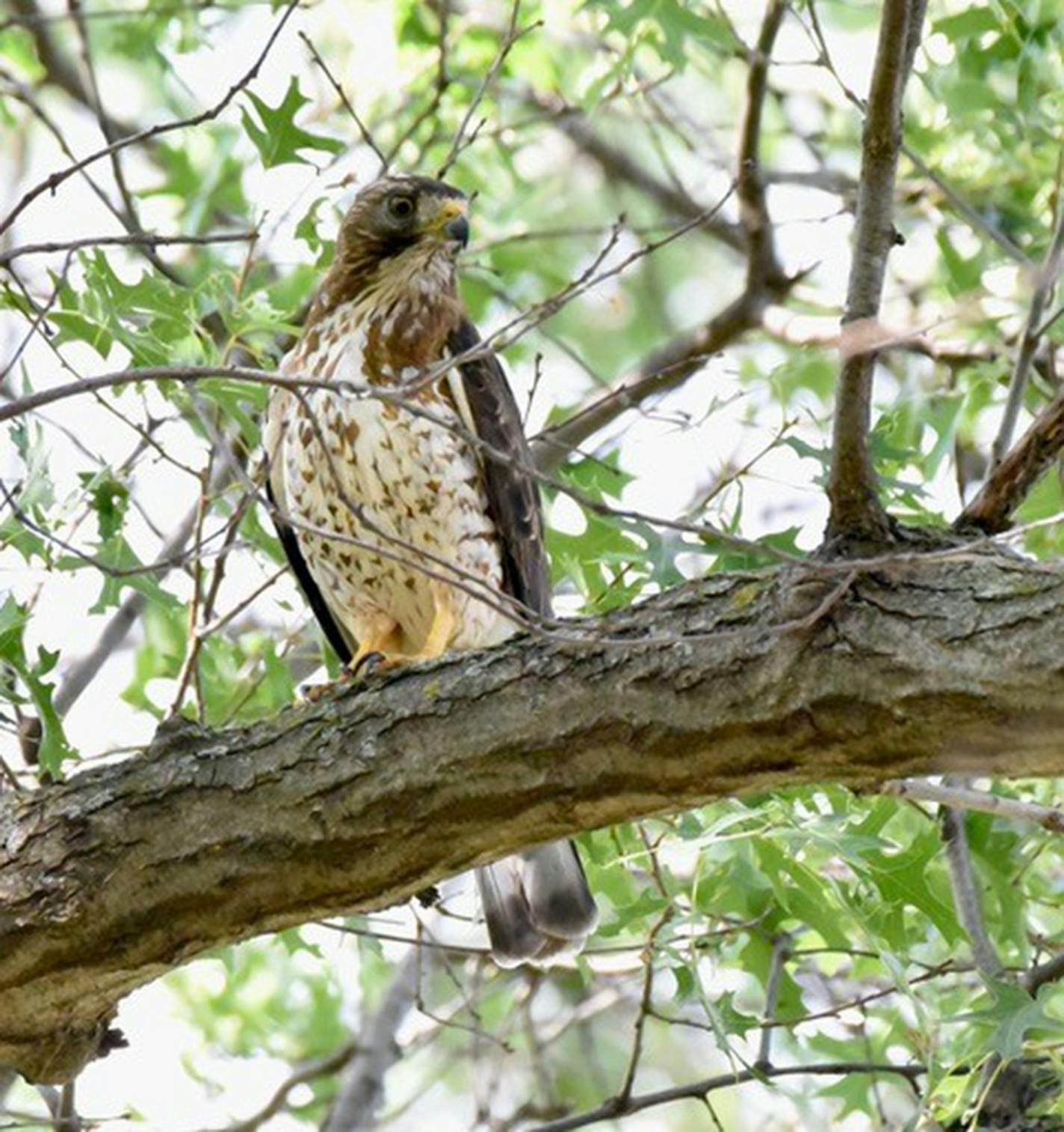 The mother hawk during a calm moment.Jim Williams photo