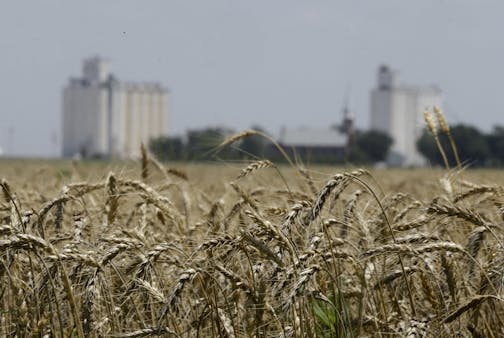 FILE -- In this June 21, 2015 file photo, wheat stands ready for harvest in a field near Anthony, Kan. Grain elevators are bracing for a big winter wheat crop in Kansas. But elevators are brimming with last year's crops due to lackluster exports and low prices. Industry group Kansas Grain and Feed Association says elevators have added storage and have been moving a grain out of the state on long trains to make more room. (AP Photo/Orlin Wagner, File)