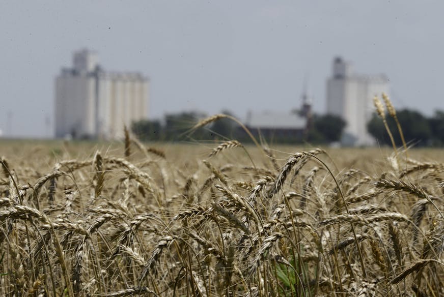 FILE -- In this June 21, 2015 file photo, wheat stands ready for harvest in a field near Anthony, Kan. Grain elevators are bracing for a big winter wheat crop in Kansas. But elevators are brimming with last year's crops due to lackluster exports and low prices. Industry group Kansas Grain and Feed Association says elevators have added storage and have been moving a grain out of the state on long trains to make more room. (AP Photo/Orlin Wagner, File)