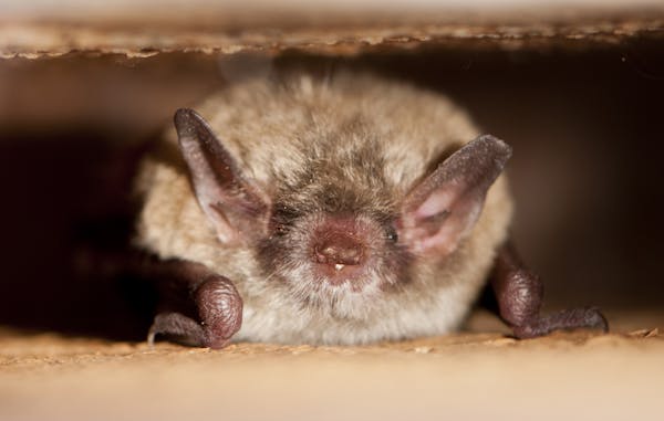 This little brown bat found a home in the author's bat house.