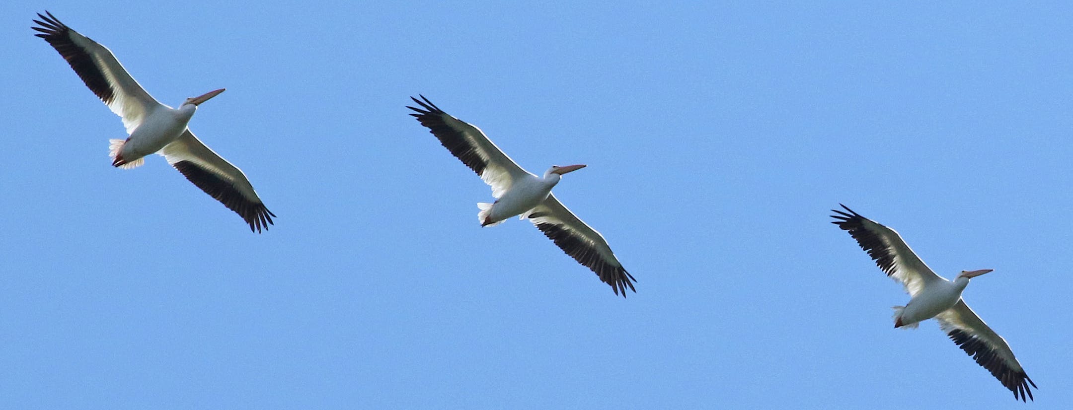White pelicans are a spectacular sight as they wheel and soar in flocks on warm air currents.