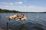 Laura Daly of Mounds View took this photo over the Fourth of July weekend on Bass Lake. Dogs Lily, Brody and Clair were fetching off the dock -- a tri
