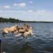 Laura Daly of Mounds View took this photo over the Fourth of July weekend on Bass Lake. Dogs Lily, Brody and Clair were fetching off the dock -- a tri