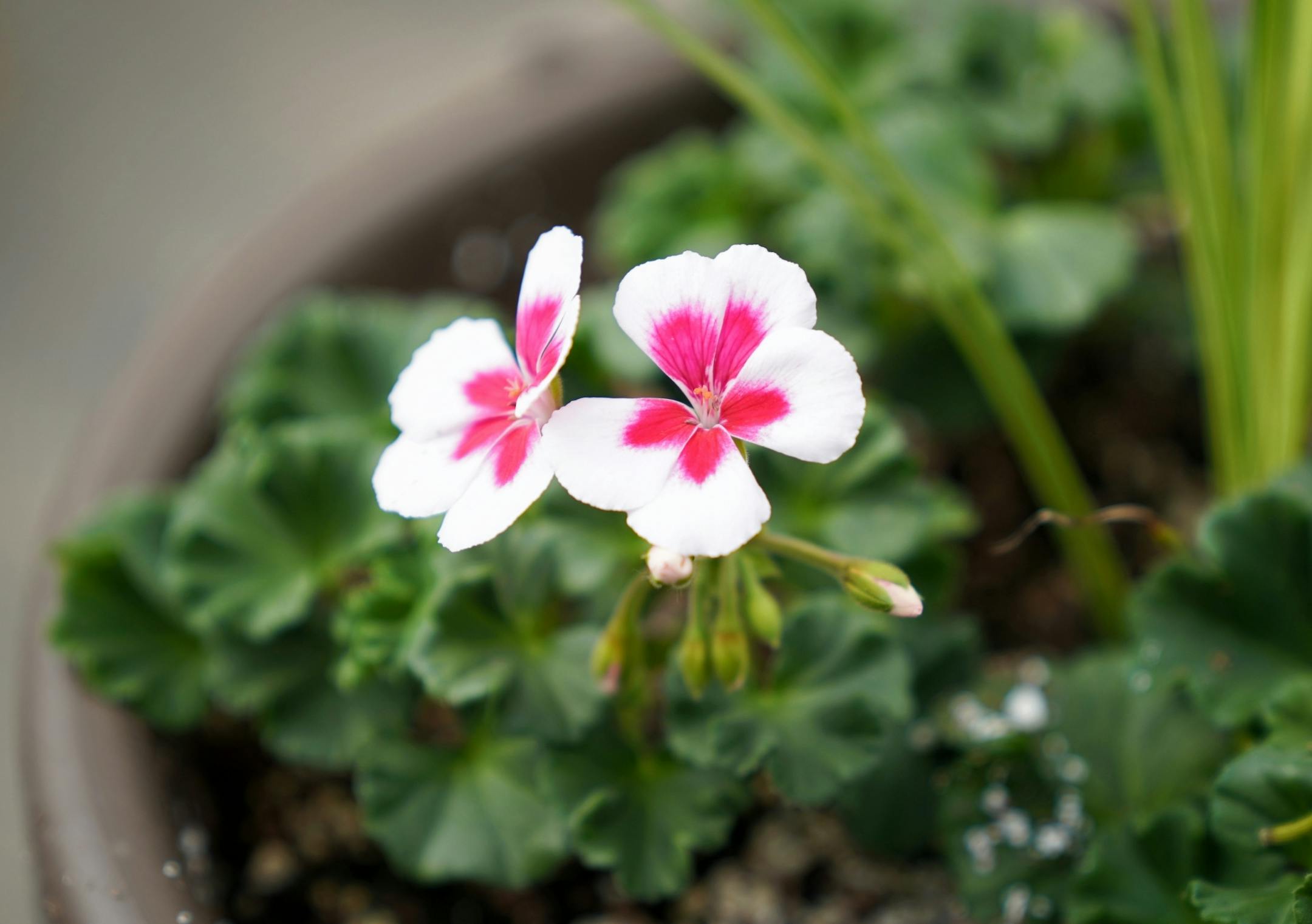 Preparations are underway at Pahl's Market and Greenhouse for the spring planting season. Spring started Wednesday with the vernal equinox just before 5 p.m.