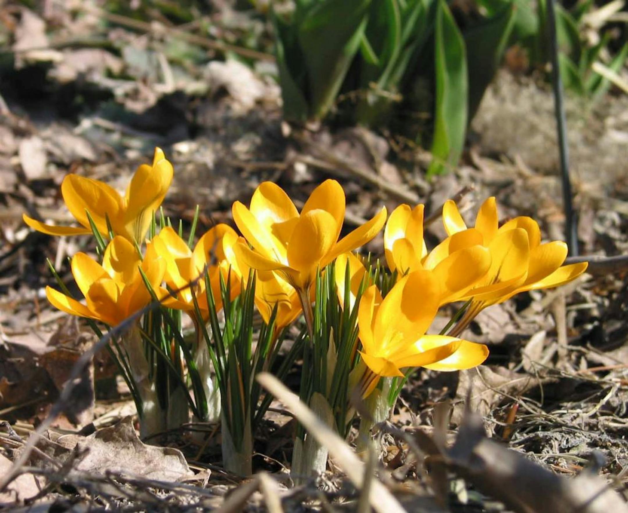 Crocus at the Minnesota Landscape Arboretum