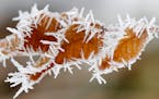 Close-up of dry leaves covered by frost