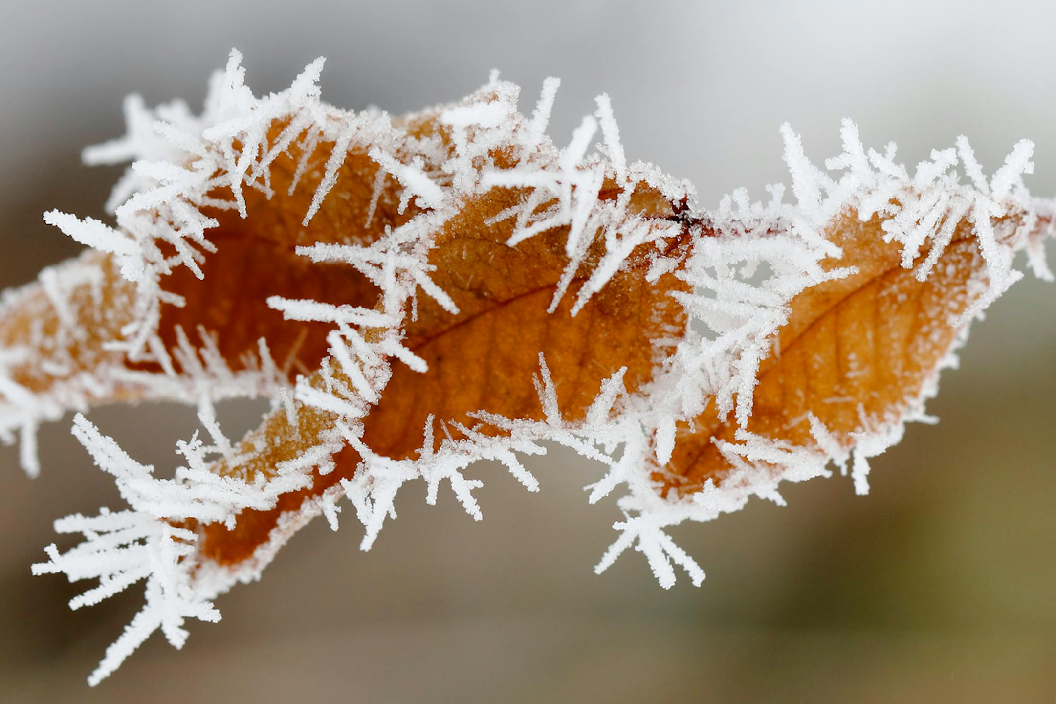 Close-up of dry leaves covered by frost