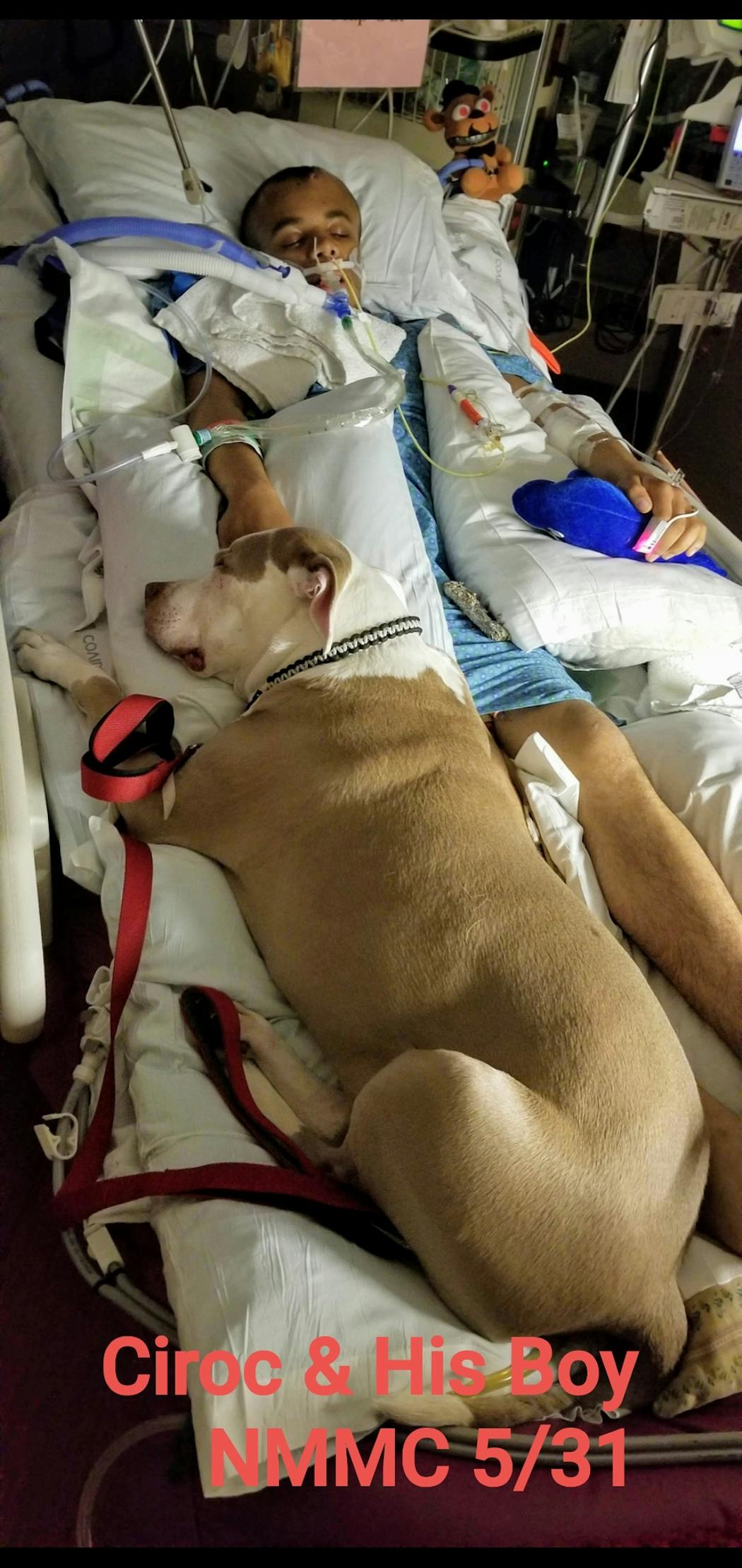 Caleb Livingston’s dog, Ciroc, comforted him in his hospital bed at North Memorial Medical Center after he was shot in the head in May 2019.