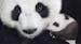 The panda family from Disneynature's film, "Born in China." (PRNewsFoto/The Walt Disney Company) ORG XMIT: 1200554