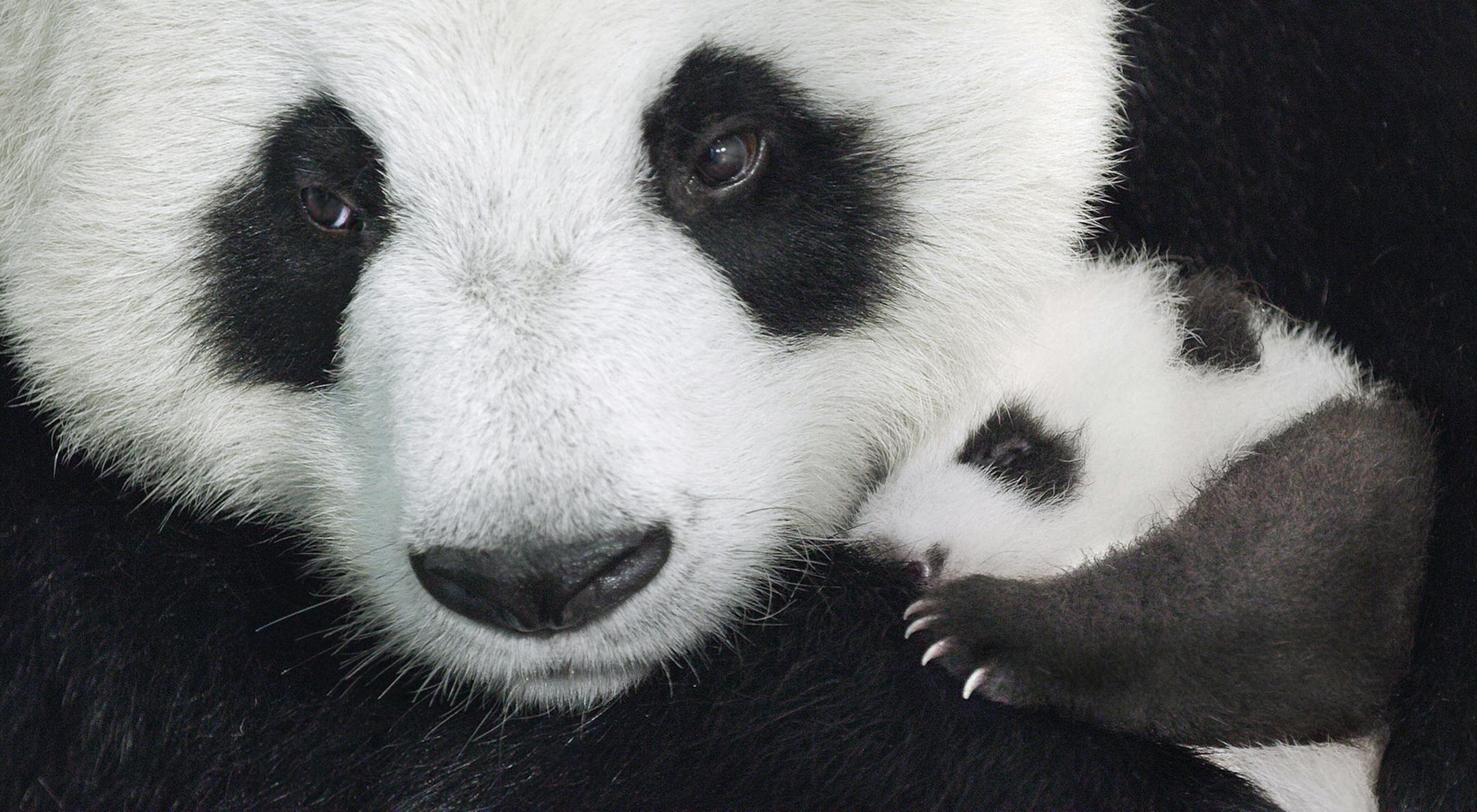 The panda family from Disneynature's film, "Born in China." (PRNewsFoto/The Walt Disney Company) ORG XMIT: 1200554