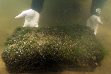 Keegan Lund, an aquatic invasive species specialist with the Minnesota Department of Natural Resources, showed off a concrete block covered in zebra m