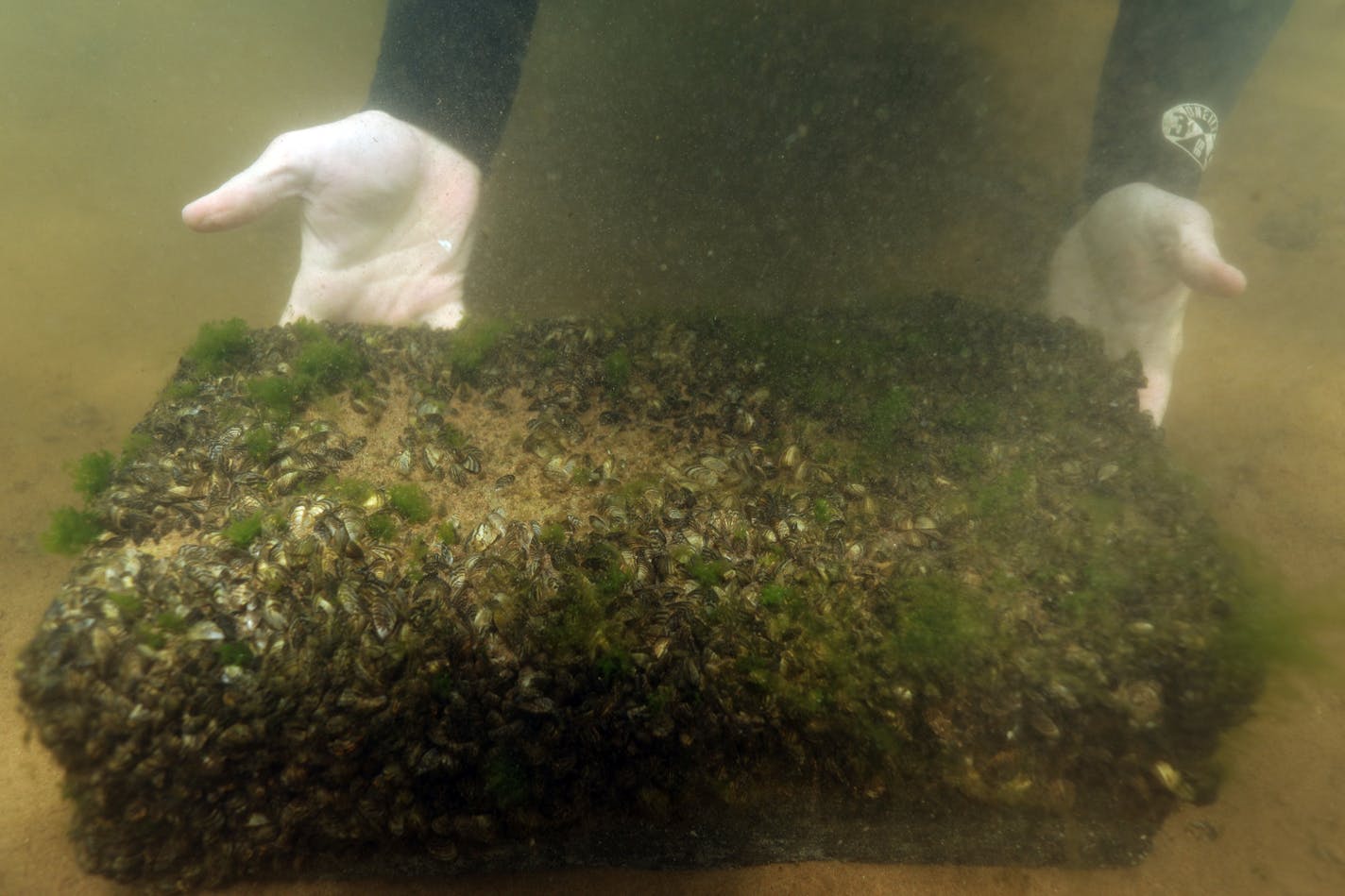 Keegan Lund, an aquatic invasive species specialist with the Minnesota Department of Natural Resources, showed off a concrete block covered in zebra mussels he found while scuba diving at the bottom of White Bear Lake for an early detection survey.