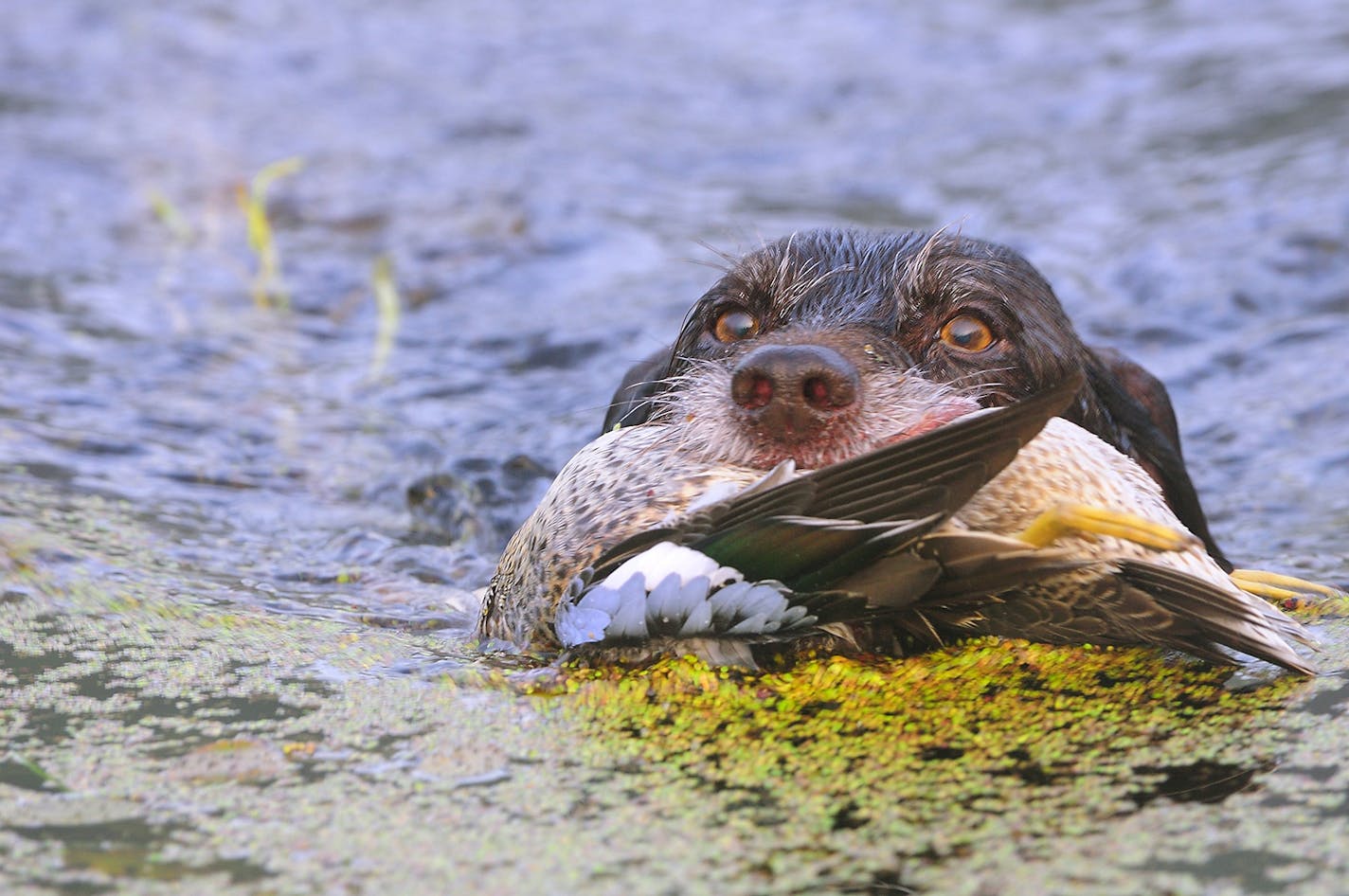 Annie, a pudelpointer, retrieved a blue-winged teal on Saturday, the 2011 Minnesota duck hunting opener.