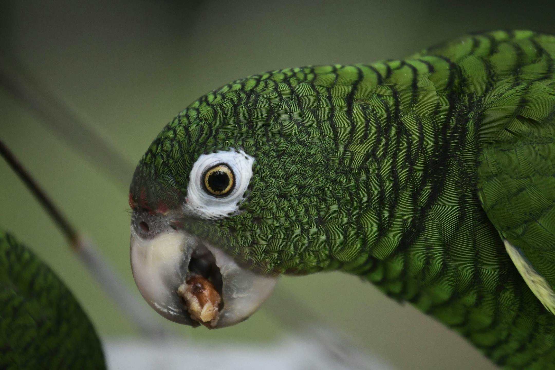 In this Nov. 6, 2018 photo, a Puerto Rican parrot eats inside one of the flight cages in the Iguaca Aviary at El Yunque, Puerto Rico, where the U.S. Fish & Wildlife Service runs a parrot recovery program in collaboration with the Forest Service and the Department of Natural and Environmental Resources. More than 460 birds remain captive at the breeding centers in El Yunque and Rio Abajo forests, but scientists have not released any of them since Hurricane Maria. (AP Photo/Carlos Giusti)