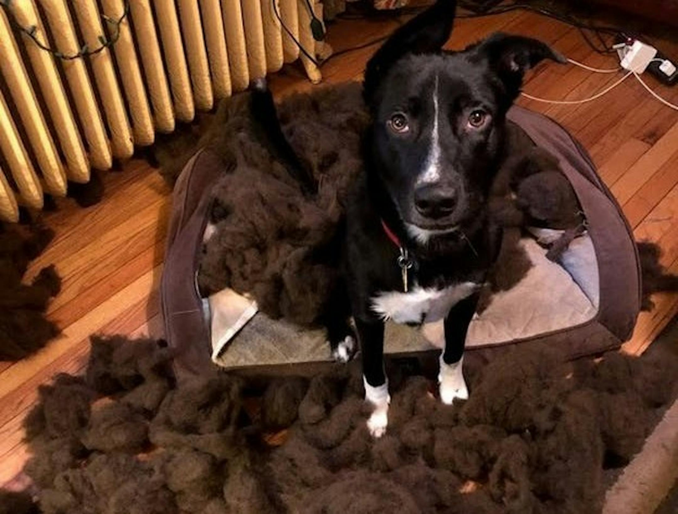 Once he put his mind to it, Angus destroyed his dog bed in record time.