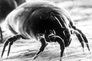 Dust mite / for Beth T. / Buyer's Edge and Variety
