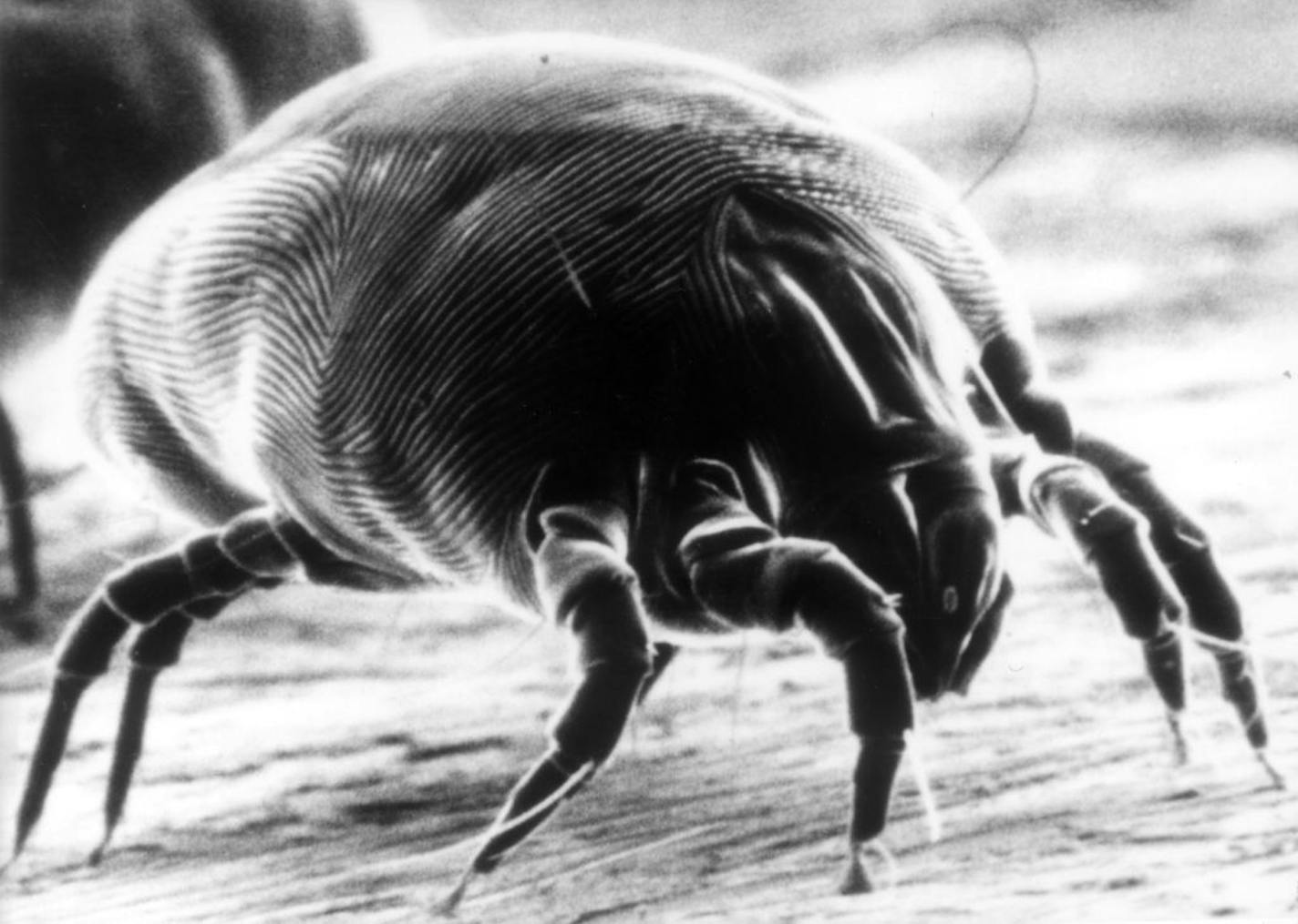 Dust mite / for Beth T. / Buyer's Edge and Variety