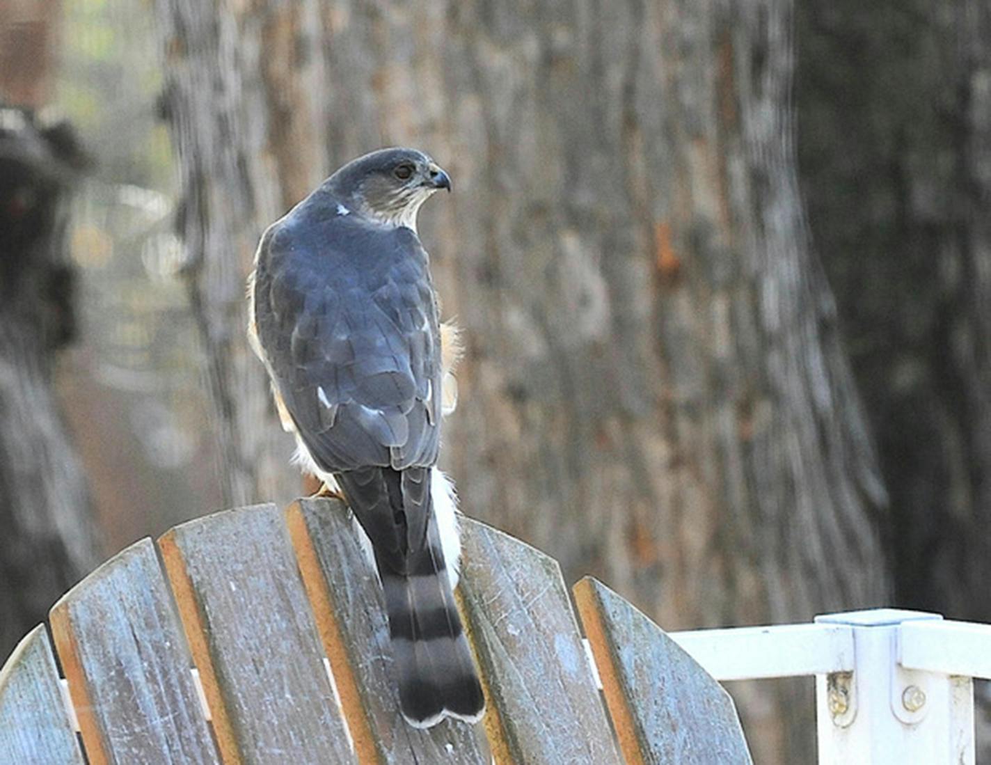 A Cooper's hawk perches on the back of an Adirondack chair.