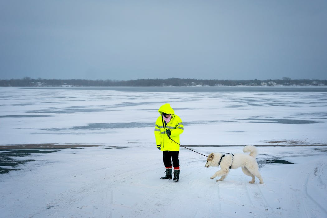 Isabella, a Great Pyrenees puppy, and her owner walked along the edge of the not-fully-frozen White Bear Lake on Sunday in White Bear Lake. This is the latest into the winter that the Minnesota lakes have taken to freeze over.
