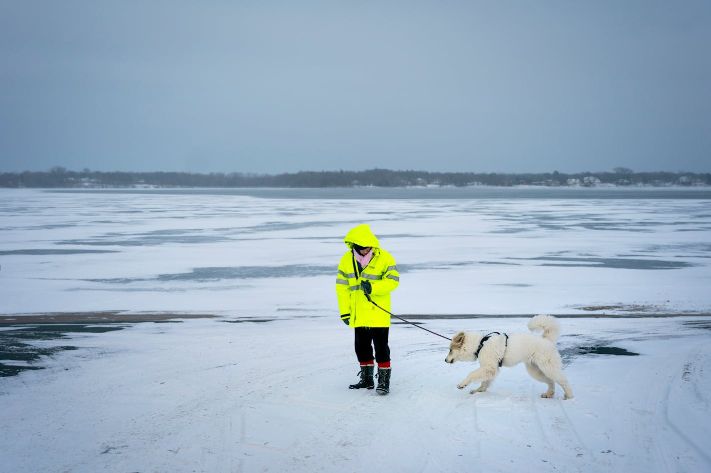 Isabella, a Great Pyrenees puppy, and her owner walk along the edge of the not-fully-frozen White Bear Lake on Sunday, Jan. 14, 2024 in White Bear Lake, Minn. This is the latest into the winter that the Minnesota lakes have taken to freeze over. ] Angelina Katsanis • angelina.katsanis@startribune.com