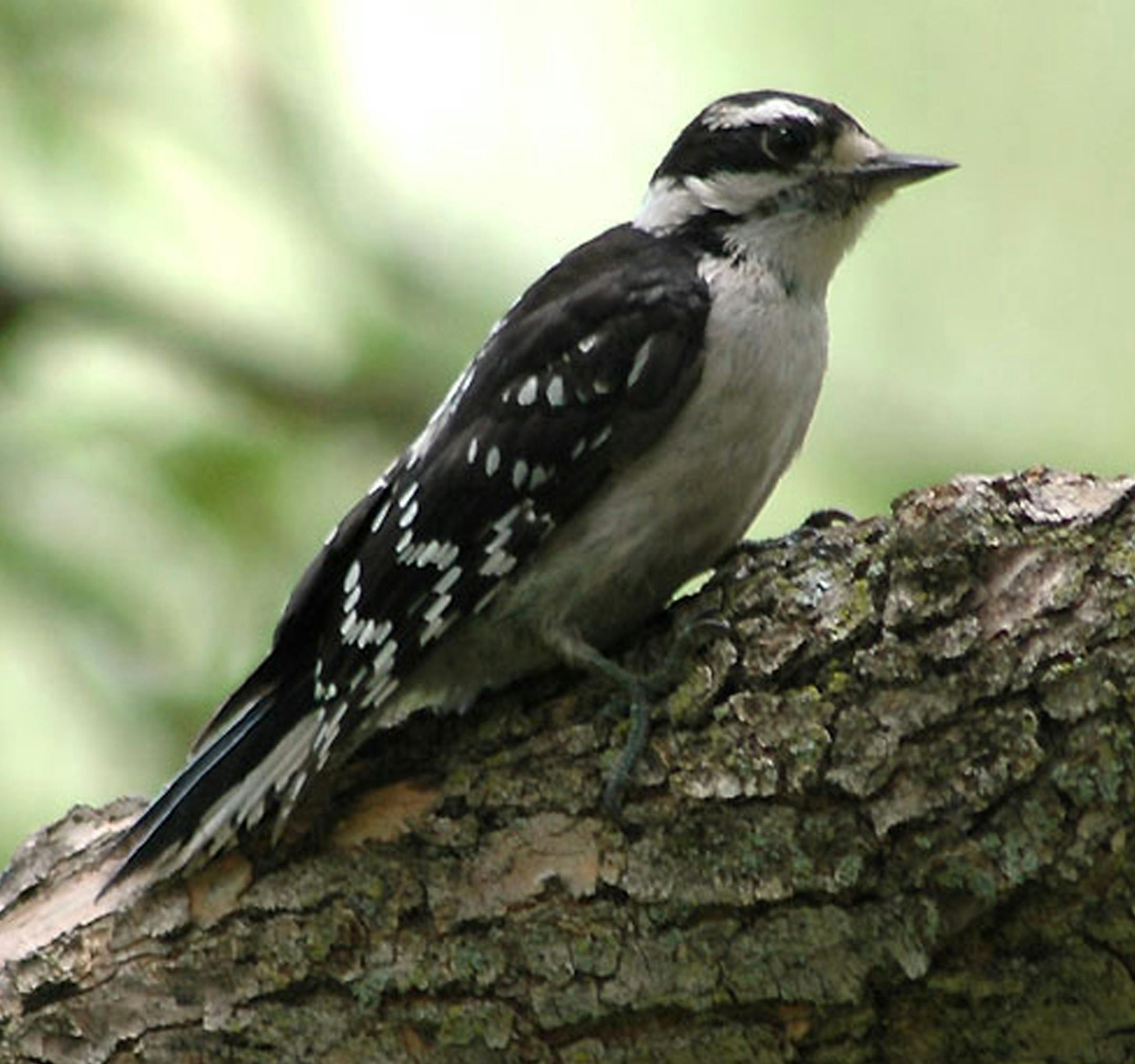 Downy woodpecker credit: Jim Williams