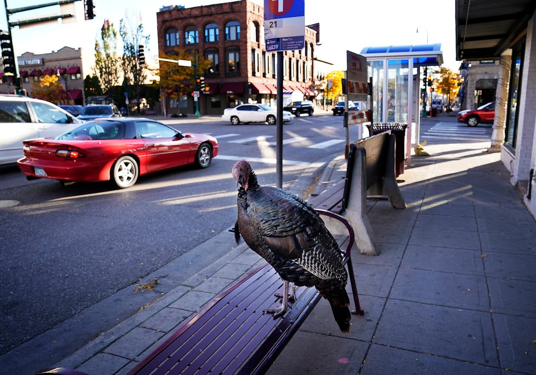 A wild turkey briefly took up residence near a bus stop in Uptown at Lake Street and Lyndale Avenue in 2020.
