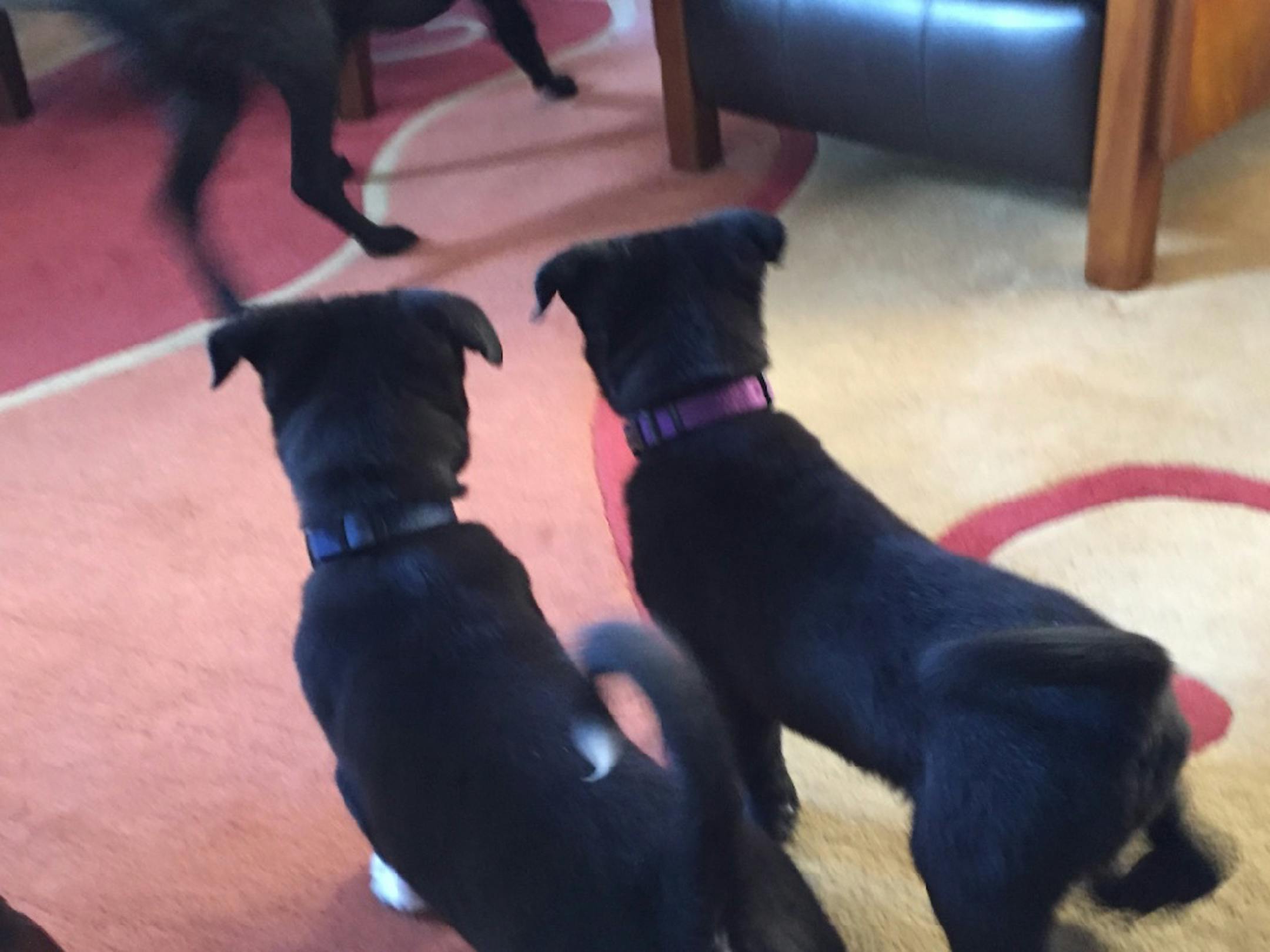 Angus (then Calvin) and Winston (then Cole) at 7 weeks old.