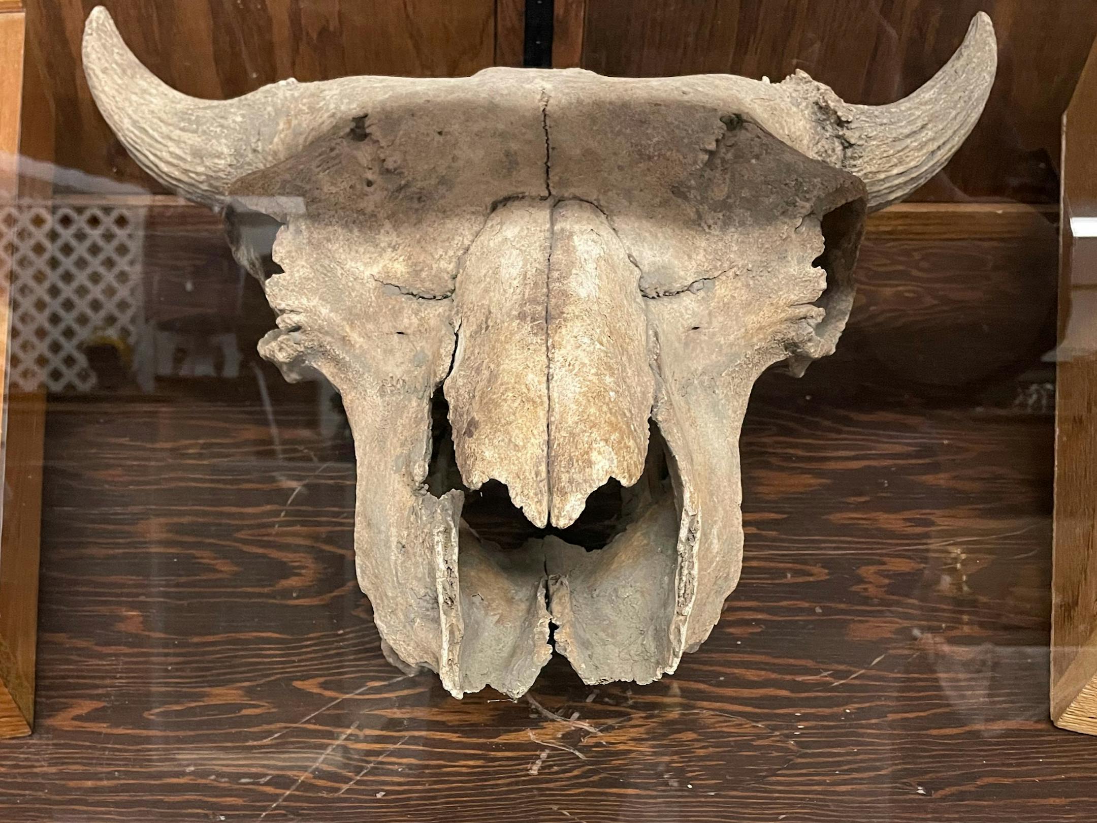 An ancient bison skull.