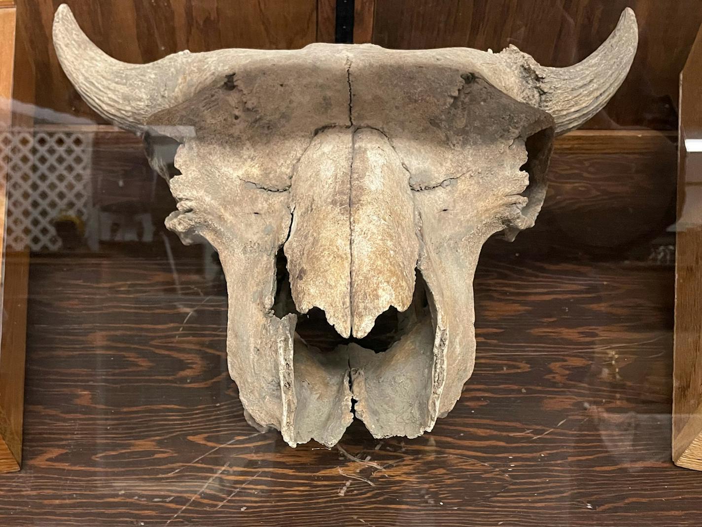 An ancient bison skull.
