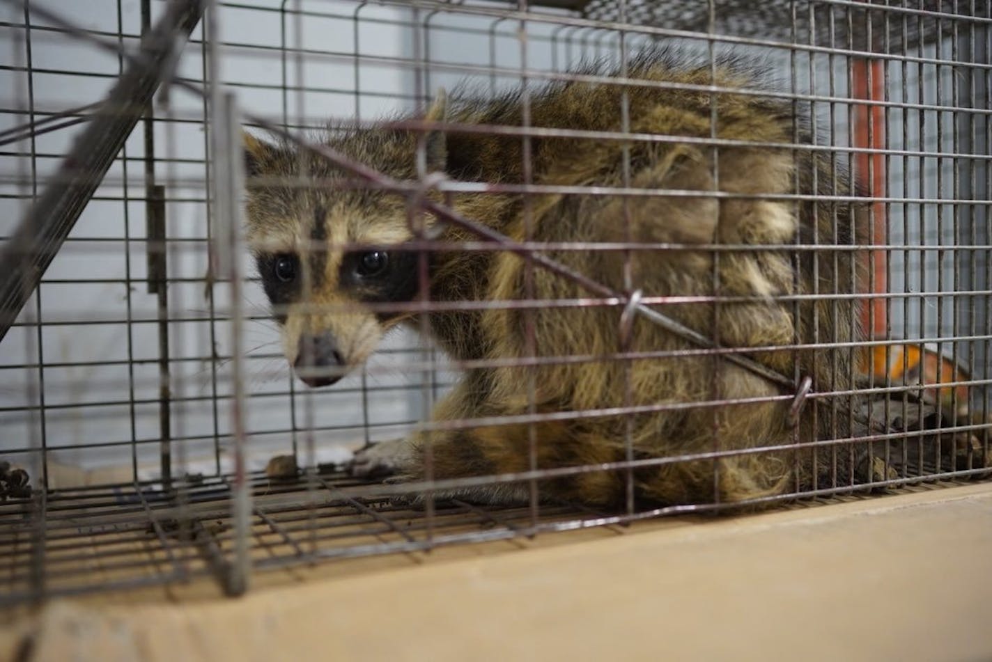 The raccoon that scaled the UBS Plaza was caught in a live trap baited with cat food overnight in St. Paul, Minn., and was picked up by Wildlife Management Services Wednesday, June 13, 2018. Nearby Minnesota Public Radio branded the raccoon with the hashtag #mprraccoon. The woodland creature also had its own Twitter account, with one tweet saying, "I made a big mistake." Many feared for the raccoon's safety. The raccoon will be released in the wild.