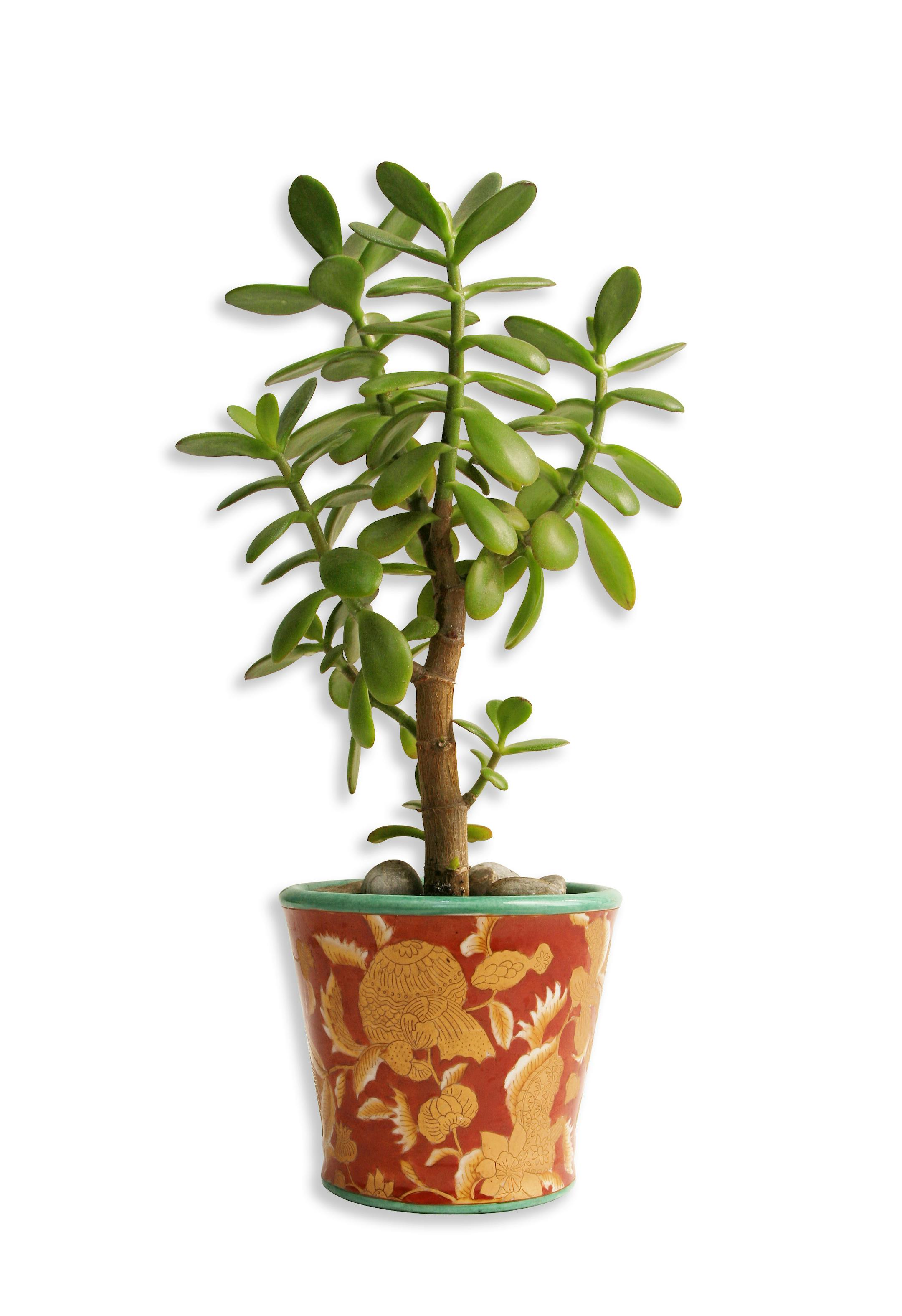 Jade plant