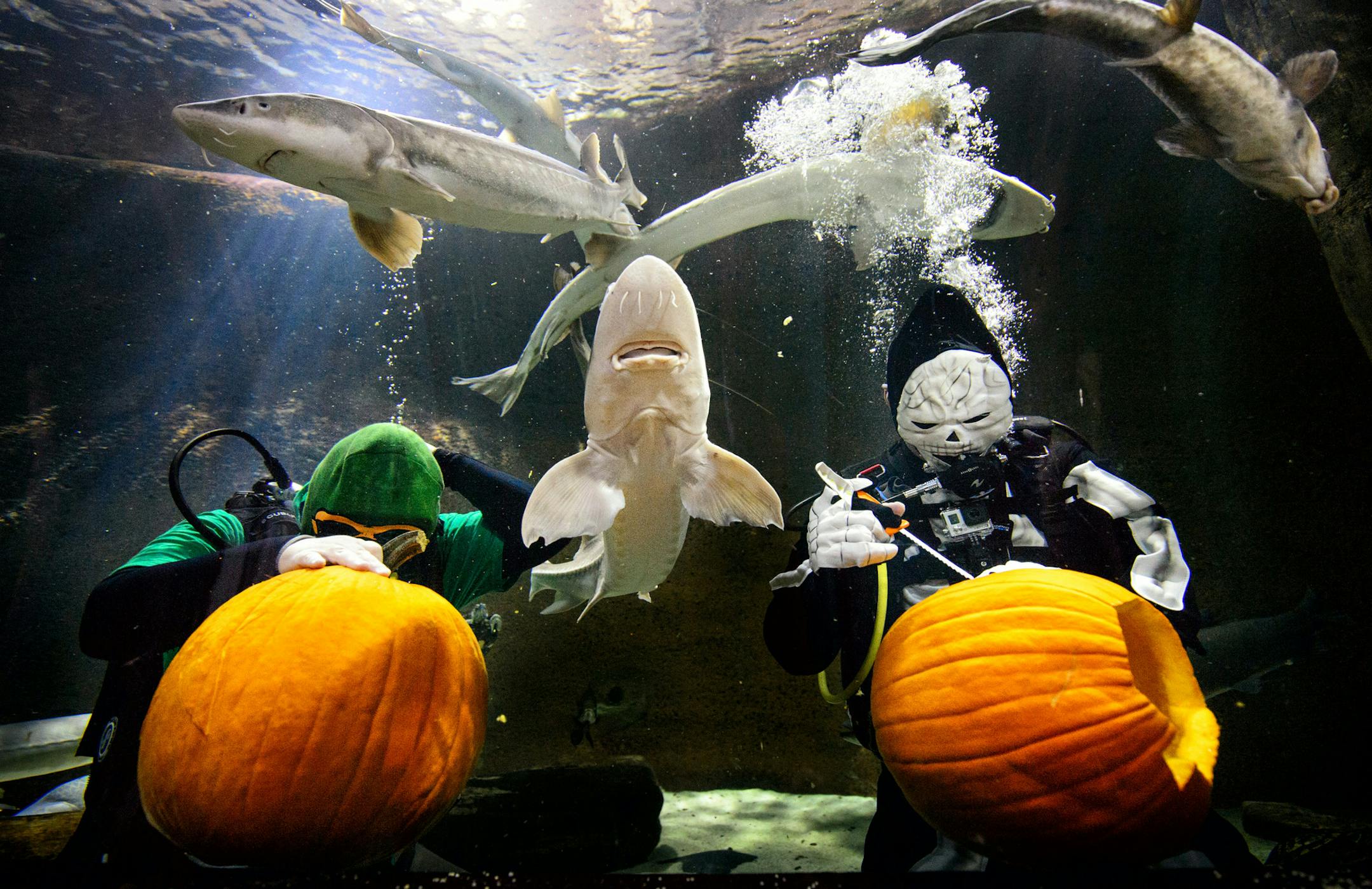 Surrounded by curious sturgeon and turtles aquarists Ryan Foyt dressed as a Ninja Turtle carved a starfish into his pumpkin and Tom Cornell dressed as a skeleton carved a stingray at the Mall of America Sea Life which they plan to do around 3:00 p.m. through Halloween. ] GLEN STUBBE * gstubbe@startribune.com Wednesday, October 8, 2014 Divers at the Mall of America's Sea Life carved pumpkins underwater . Scuba divers in Halloween costumes will carve pumpkins in an underwater tank. The demo is a p
