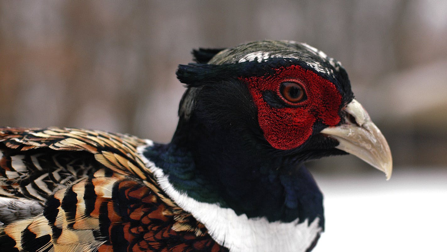 Ring neck pheasant