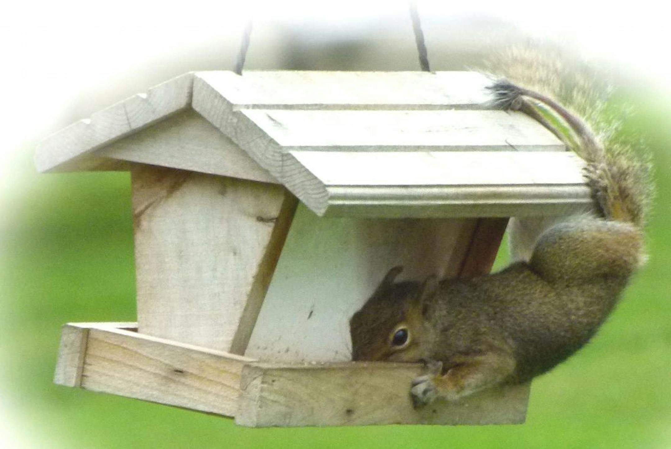 See what we're up against? Note the footwork this agile squirrel employs. Photo by Jim Martin.