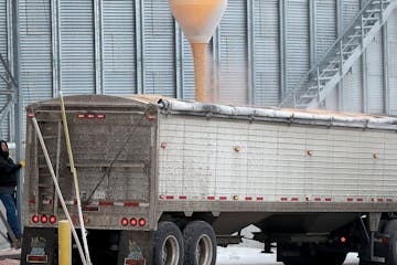 Justin Stumpf, a grain handler and feed salesman for Ag Partners, monitors corn being transferred from an Ag Partners grain bin into a JCH Transport t