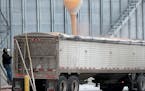 Justin Stumpf, a grain handler and feed salesman for Ag Partners, monitors corn being transferred from an Ag Partners grain bin into a JCH Transport t