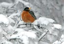 April of 2008 was another snowy April, when this robin sat among snow-covered branches on April 11. This year’s snow found a number of songbirds lik