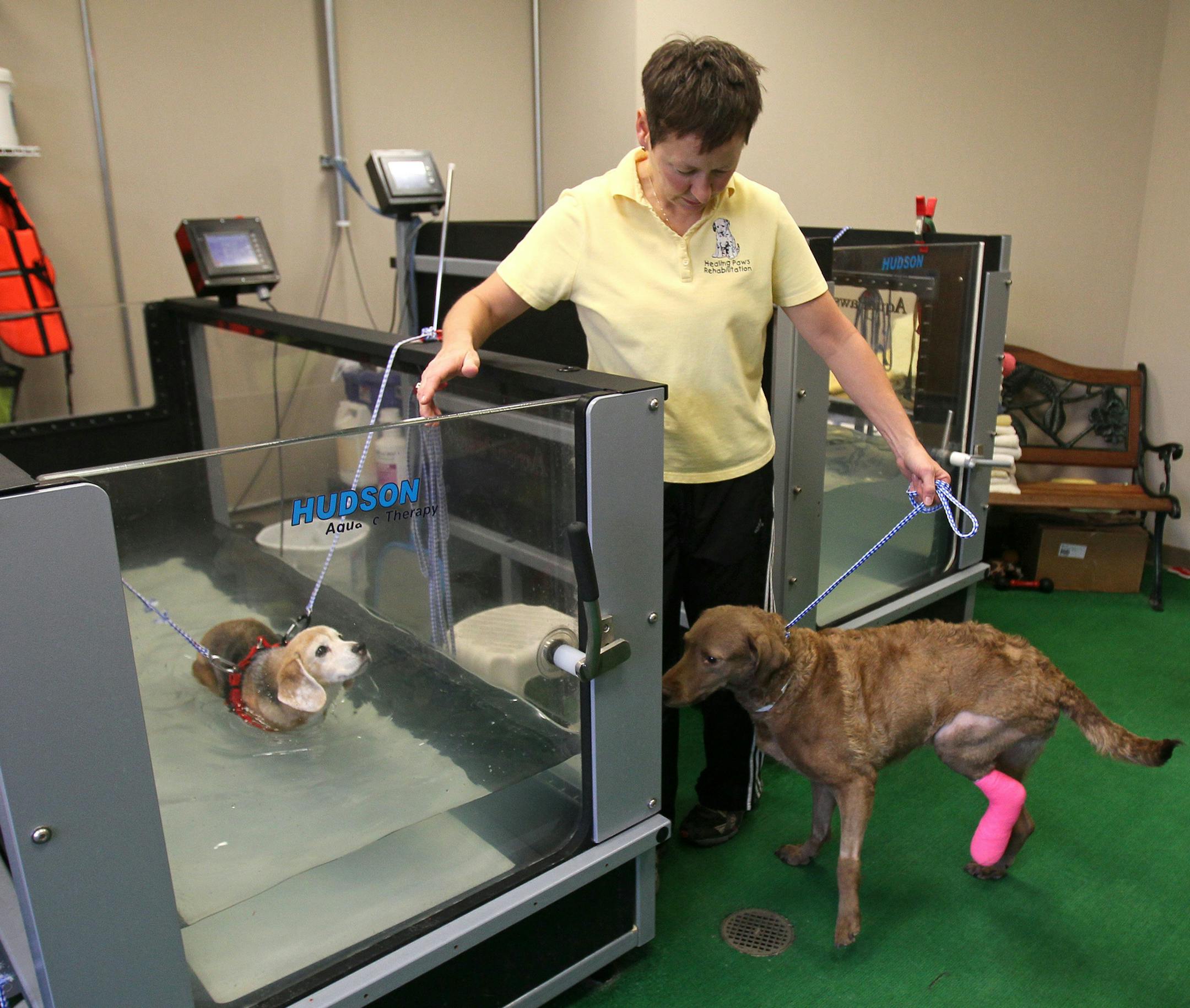 Jacquie Welkener, Animal Rehabilitation Practitioner, works with Joan, a 14-year old Beagle, as she uses an underwater treadmill, and Bessy, who is recovering from an ankle fusion procedure, at Healing Paws Rehab in Manchester, Mo., on Friday, Nov. 21, 2014. (Roberto Rodriguez/St. Louis Post-Dispatch/TNS)