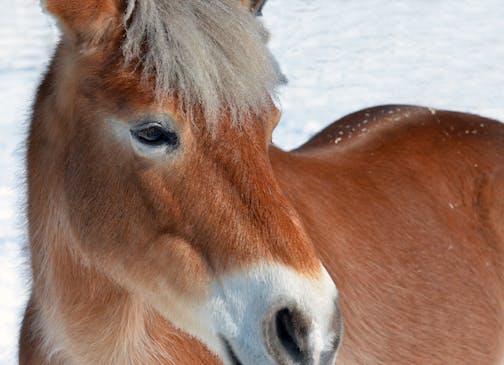 Lily, part Haflinger and part fjord, was all business when it came to her job working with children with disabilities.