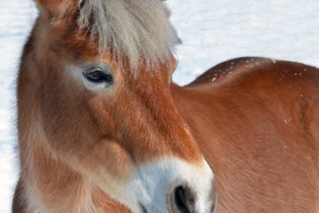 Lily, part Haflinger and part fjord, was all business when it came to her job working with children with disabilities.