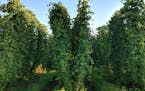 Lush hops growing on the trellis. provided by Mighty Axe Hops