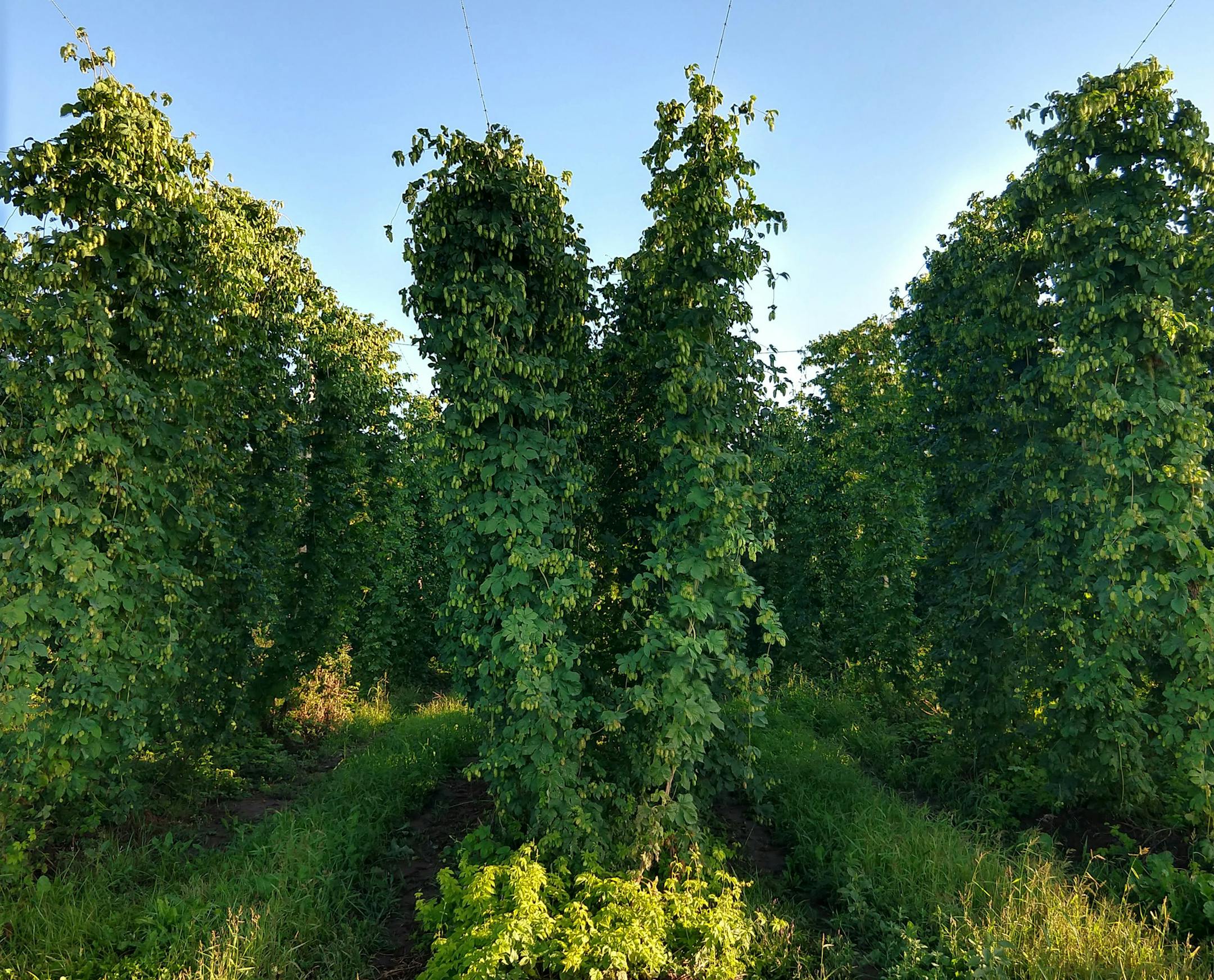 Lush hops growing on the trellis. provided by Mighty Axe Hops