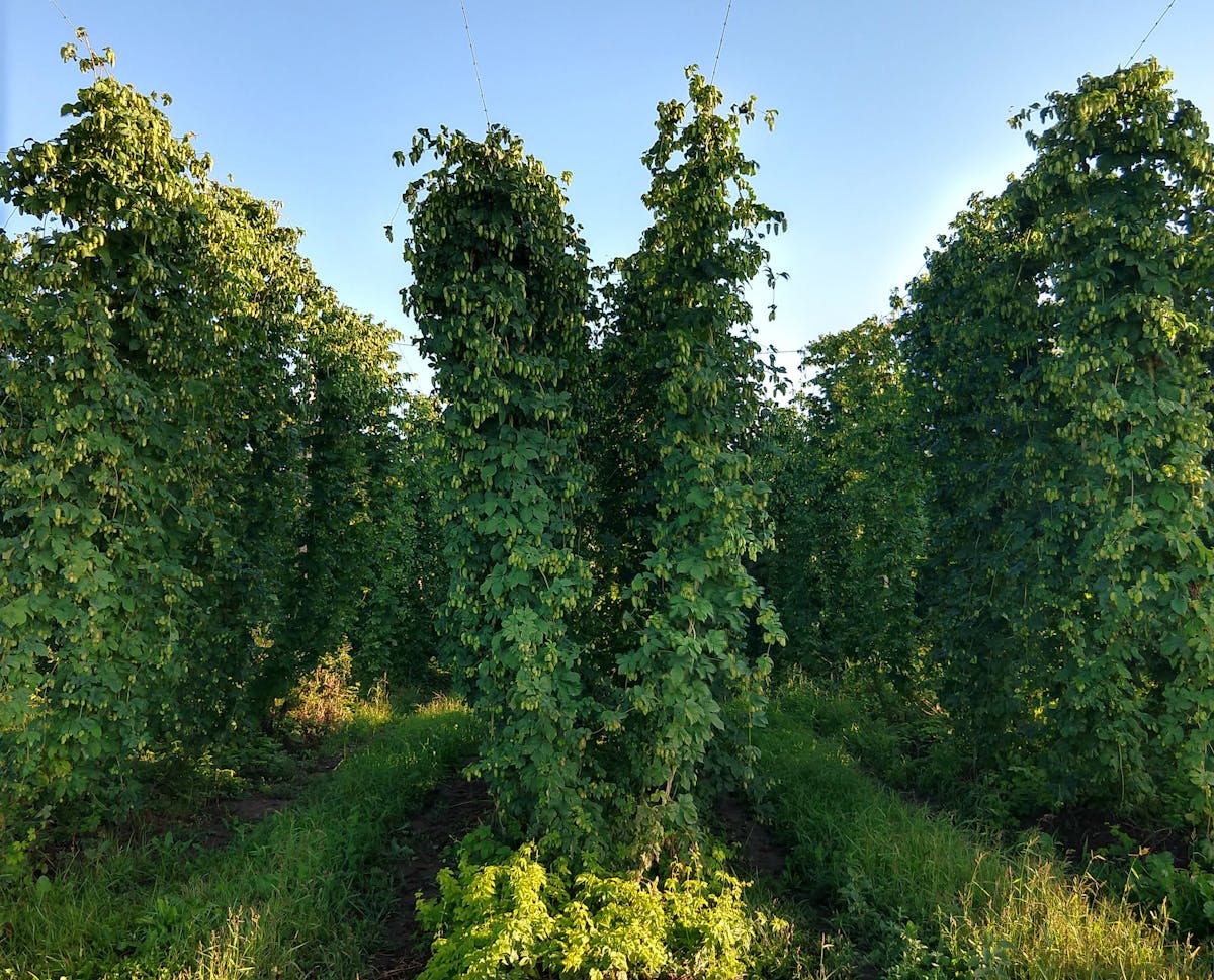 Lush hops growing on the trellis. provided by Mighty Axe Hops