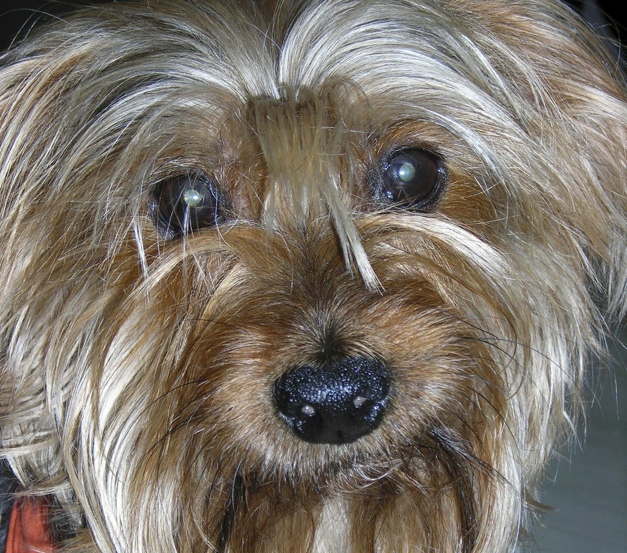 This undated photo provided by Festival Ballet Providence shows Archie, a Yorkshire Terrier who has performed in more than 125 performances of "The Nutcracker." Festival Ballet Providence has announced that its beloved 19-year-old Nutcracker dog is retiring from the stage. The company plans auditions for the next Nutcracker dog on Dec. 2, 2018, at their studios on Hope Street, in Providence, R.I. (Festival Ballet Providence via AP)