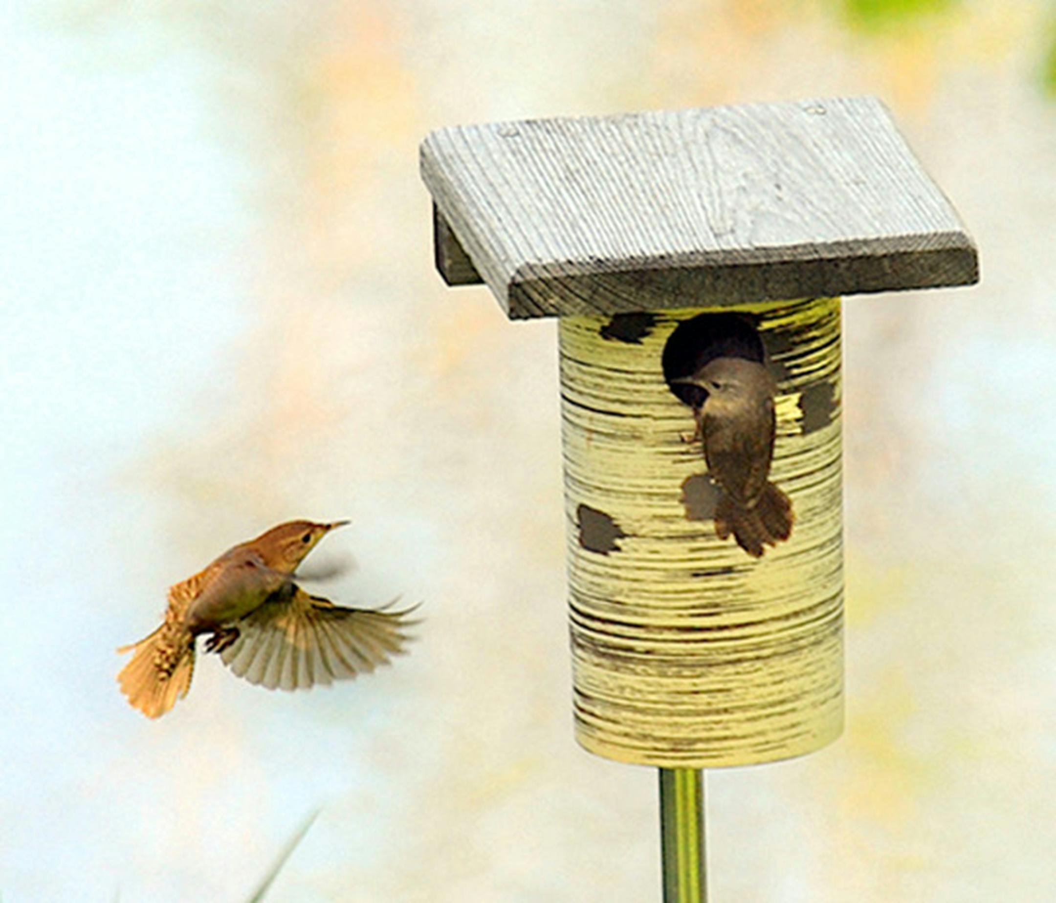 House wrens building a nest.Jim Williams photo