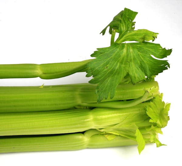 STEVE RICE &#xef; srice@startribune.com Celery for a story on seasonal fresh vegtables.