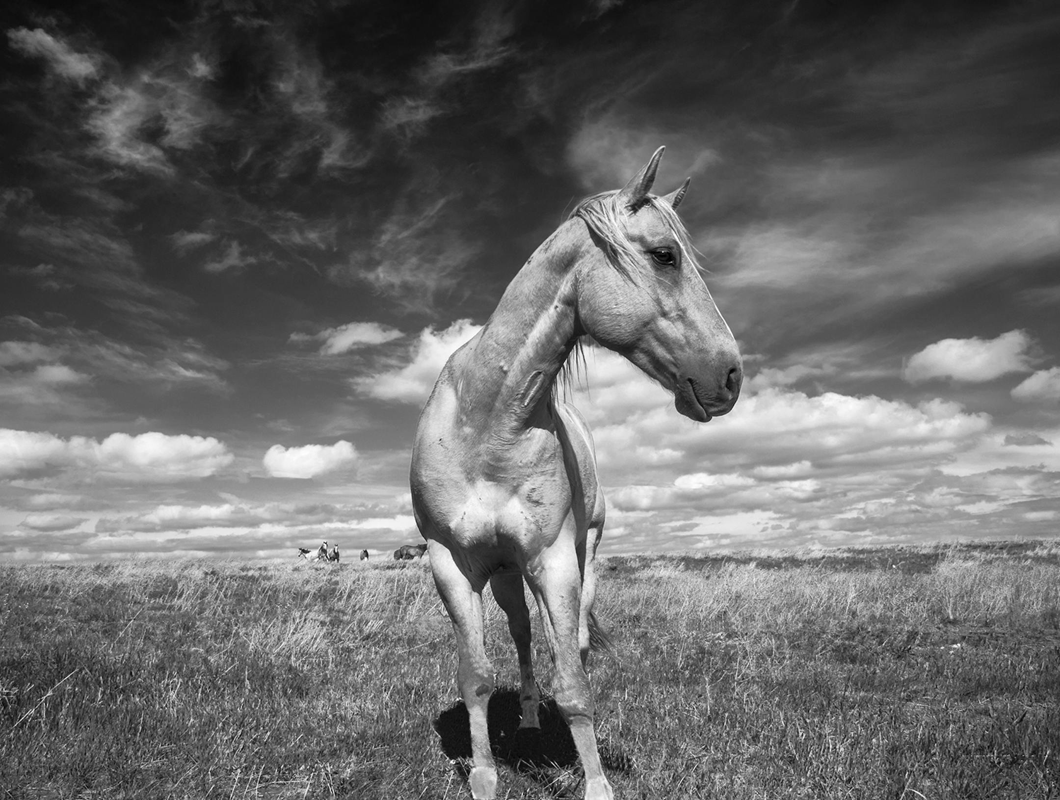 The photographer: John Piepkorn of Minnetonka. The scene: During one of Piepkorn's trips to the Dakotas, he had stopped to shoot photos in a ghost town. A group of horses "eyed us from a distance before one of the braver horses walked over to check us out and posed for a few pictures," he wrote in an e-mail. viewfinders2015