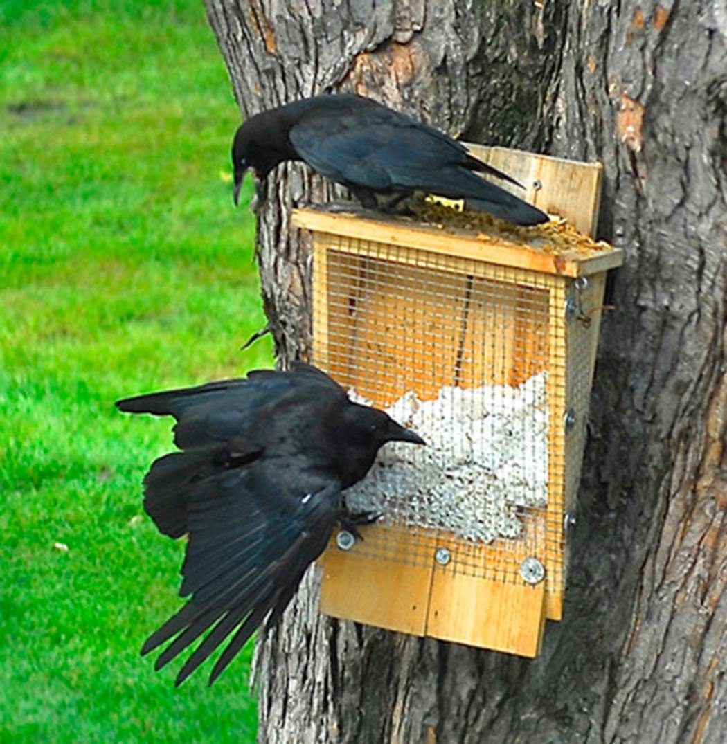 Crows are busy raising a family at this time of year.