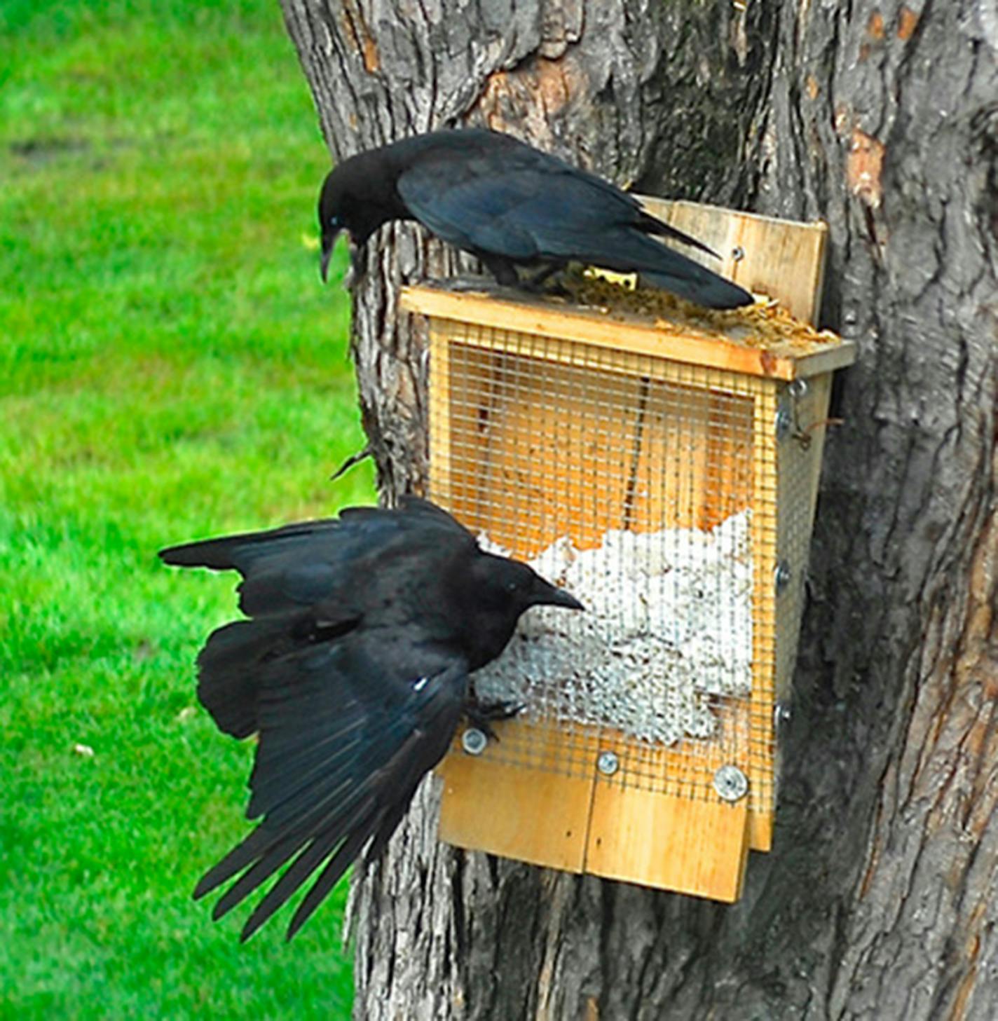 Crows are busy raising a family at this time of year.Photo by Jim Williams