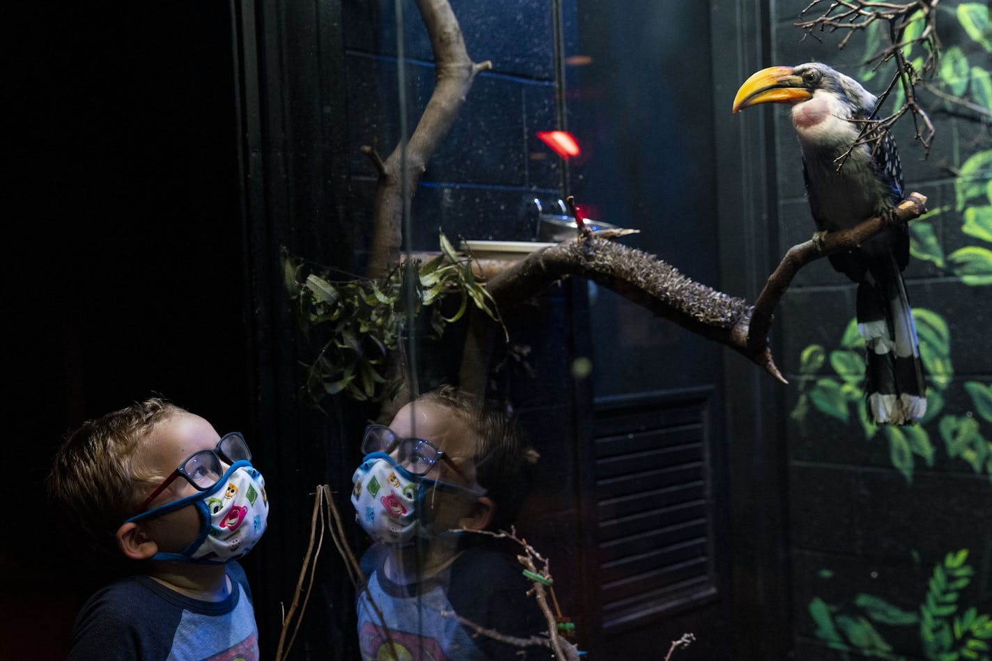 Luke Carpenter (5) looked up at the yellow-billed hornbill at Lake Superior Zoo on Friday August 14, 2020. ] ALEX KORMANN • alex.kormann@startribune.com Lake Superior Zoo has hired a new CEO, Haley Cope, who has taken over amidst the COVID-19 pandemic during the 97th year of the zoo's existence.